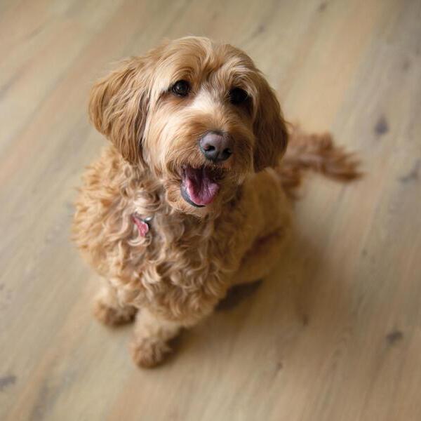 Panel laminowany Berry Alloc Gyant Natural Ocean 8 V4 62001319 AC4 8mm