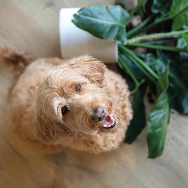 Panel laminowany Berry Alloc Gyant Natural Ocean 8 V4 62001319 AC4 8mm